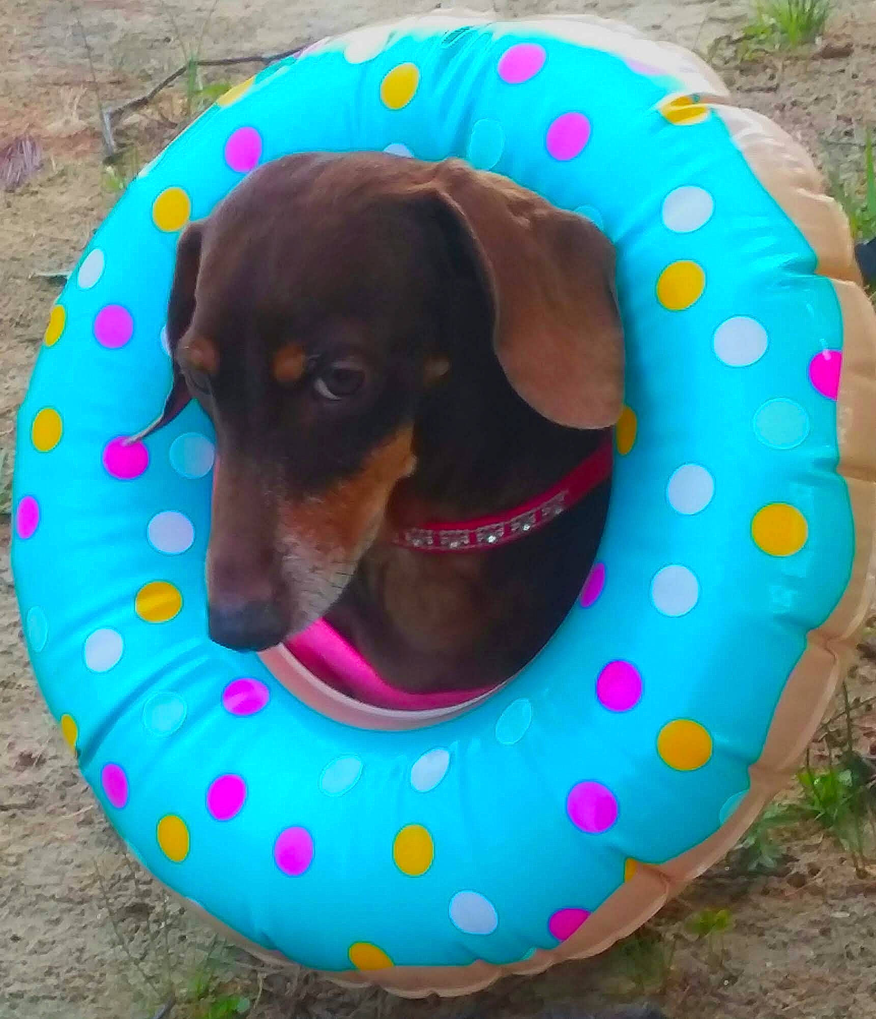 Molly joined the competition — help win amazing prizes! canidae, carnivore, circle, comfort, companion_dog, dog, dog_bed, dog_breed, dog_supply, fashion_accessory, hunting_dog, liver, pattern, personal_protective_equipment, pet_supply, snout, sporting_group, terrestrial_animal, water, working_animal