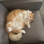 Autumn is registered to the contest to win money with this photo: cat, fluffy, orange, white, pet, relaxed, chair, furniture, indoor, fur, cute, animal, paws, tail, resting, cozy, domestic, mammal, sleepy, whiskers