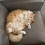 cat, fluffy, orange, white, pet, relaxed, chair, furniture, indoor, fur, cute, animal, paws, tail, resting, cozy, domestic, mammal, sleepy, whiskers