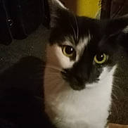 Kenny Kenny joined the competition — help win amazing prizes! black_and_white, blurry, cat, close_up, curious, domestic, face, feline, fur, grainy, head, indoor, low_light, nose, pet, portrait, sitting, staring, whiskers, yellow_eyes