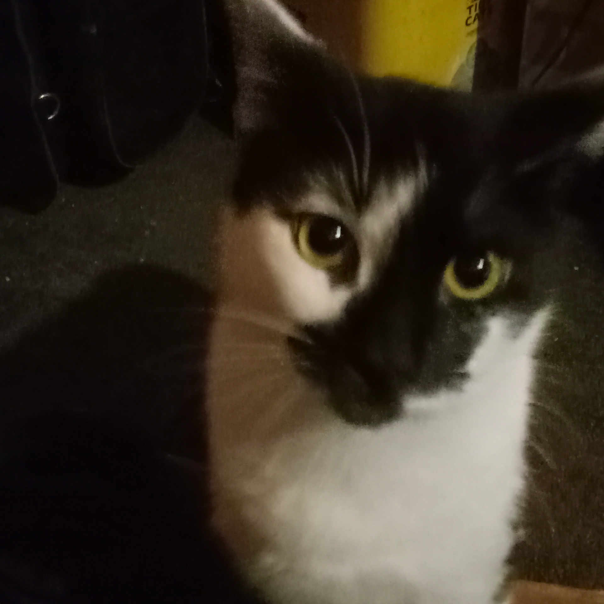 Kenny Kenny joined the competition — help win amazing prizes! black_and_white, blurry, cat, close_up, curious, domestic, face, feline, fur, grainy, head, indoor, low_light, nose, pet, portrait, sitting, staring, whiskers, yellow_eyes