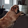 dog, golden_retriever, couch, indoor, window, door, furniture, pet, relaxed, home, decor, cabinet, brown, fur, animal, laying, looking_back, cozy, resting, domestic