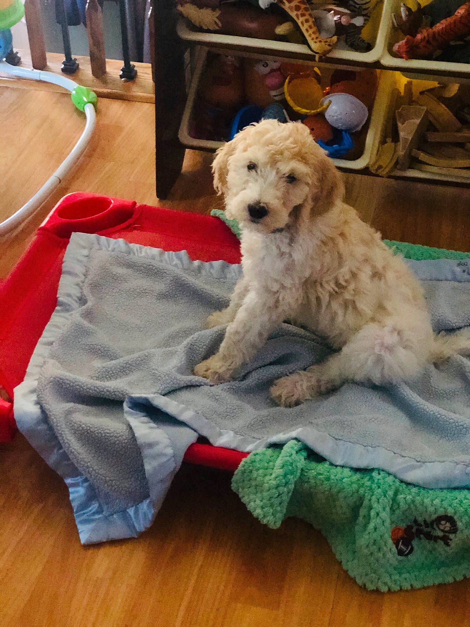 Paisley joined the competition — help win amazing prizes! canidae, carnivore, cockapoo, companion_dog, dog, dog_breed, goldendoodle, labradoodle, mammal, miniature_poodle, non_sporting_group, poodle, poodle_crossbreed, puppy, schnoodle, sporting_group, sporting_lucas_terrier, standard_poodle, toy_poodle, vertebrate