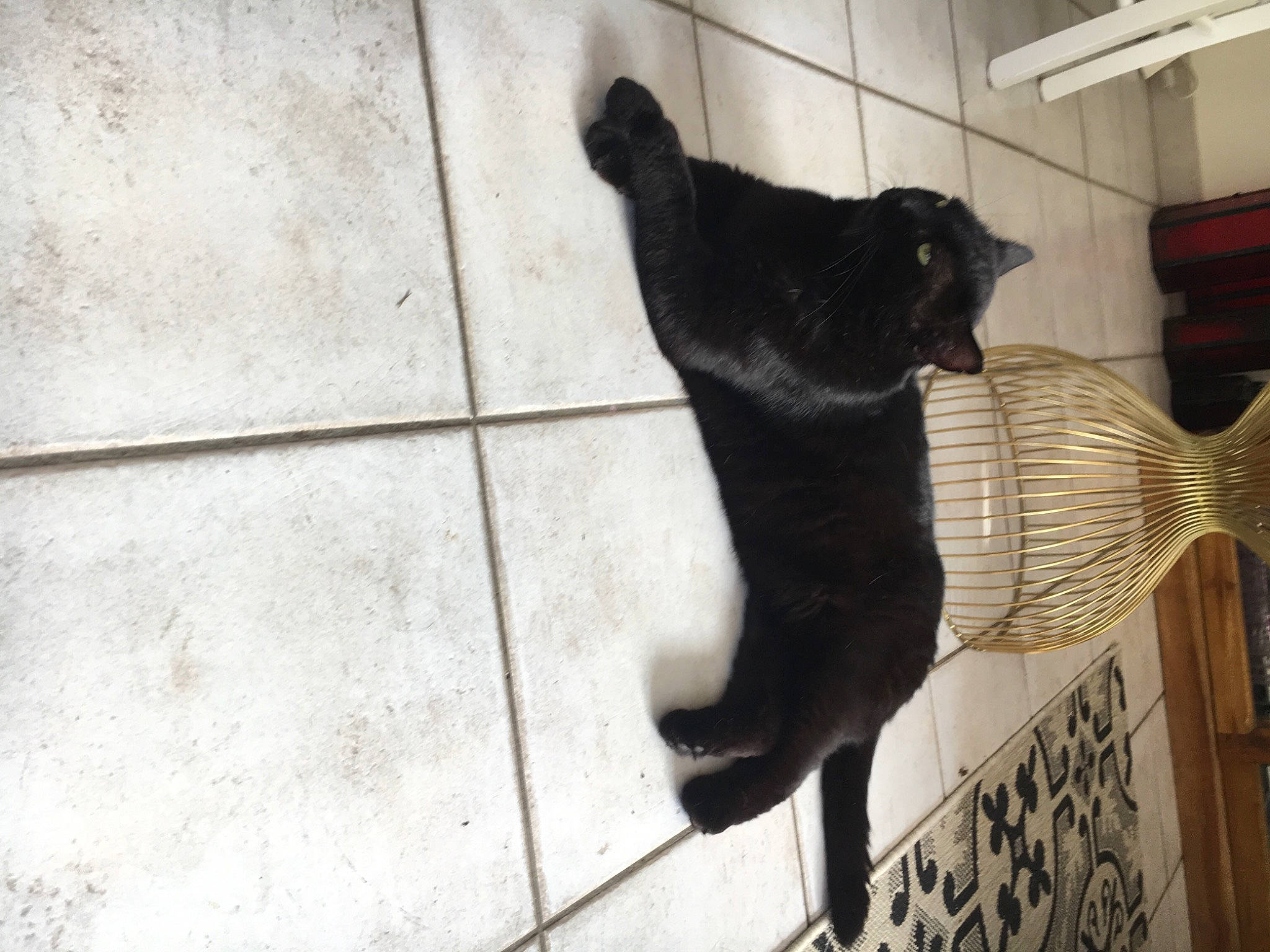 Roméo a rejoint le concours — aidez-le/la à gagner de superbes lots ! black_cat, bombay, carnivore, cat, domestic_short_haired_cat, felidae, flooring, fur, monochrome, monochrome_photography, pet_supply, shadow, small_to_medium_sized_cats, snout, sporting_group, tail, terrestrial_animal, tints_and_shades, whiskers, wood