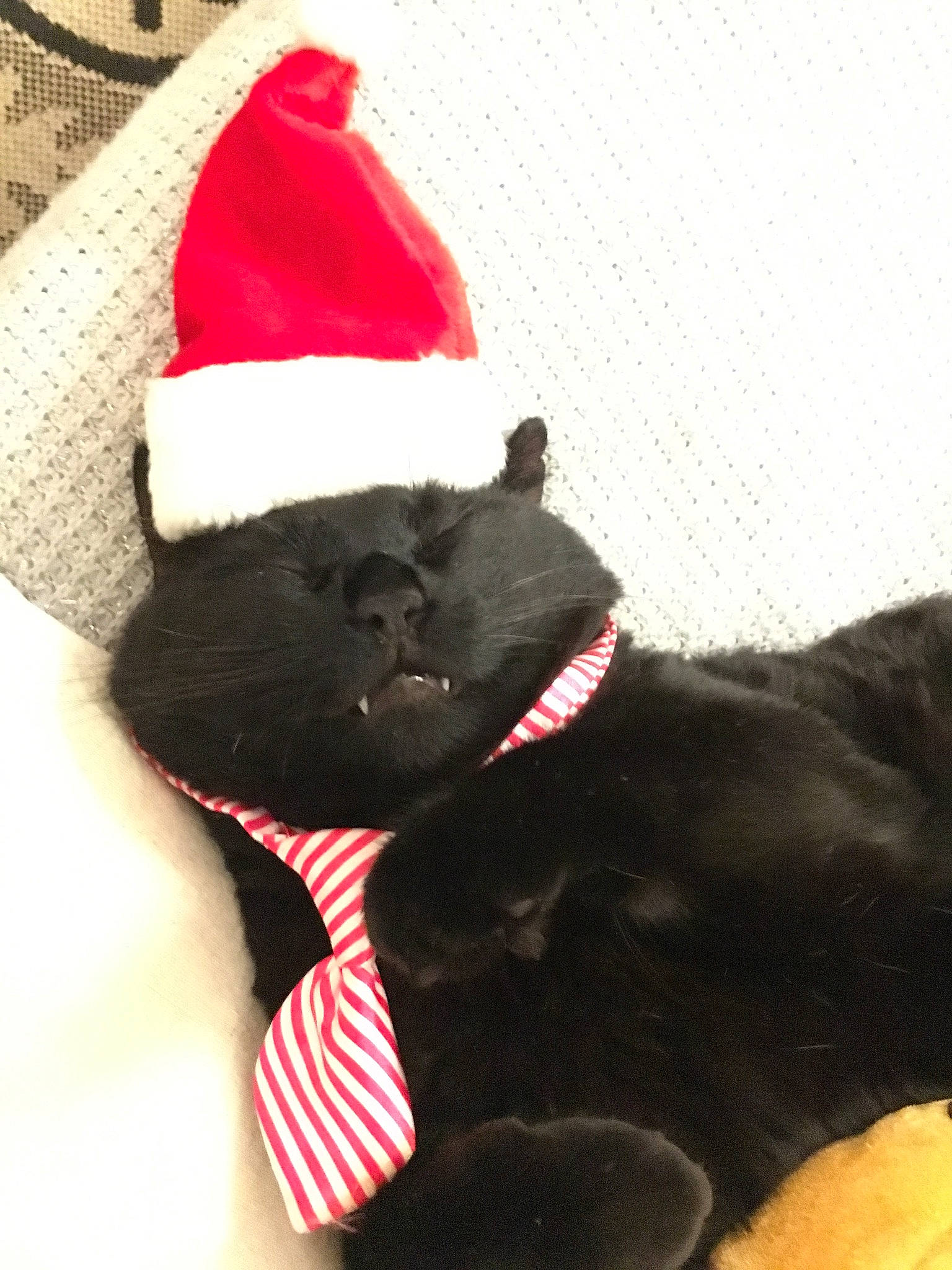 Roméo a rejoint le concours — aidez-le/la à gagner de superbes lots ! carnivore, collar, companion_dog, costume_hat, dog, dog_breed, dog_collar, dog_supply, fawn, felidae, fur, leash, party_hat, pet_supply, santa_claus, small_to_medium_sized_cats, snout, tail, tie, working_animal