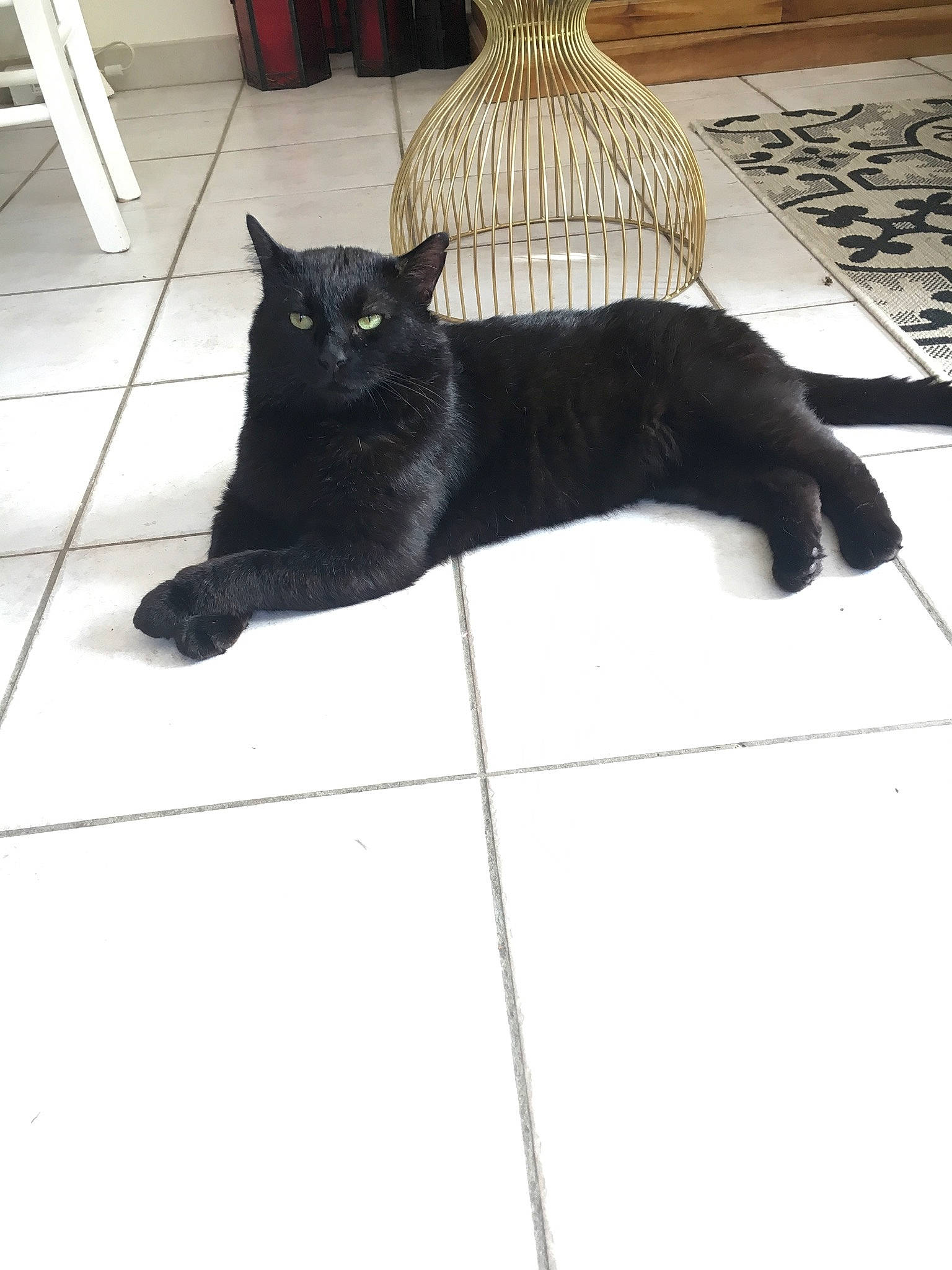 Roméo participe au concours pour gagner de l'argent avec cette photo : black, black_cat, bombay, carnivore, cat, domestic_short_haired_cat, felidae, floor, flooring, flowerpot, fur, grey, hardwood, input_device, peripheral, small_to_medium_sized_cats, snout, tail, whiskers, wood