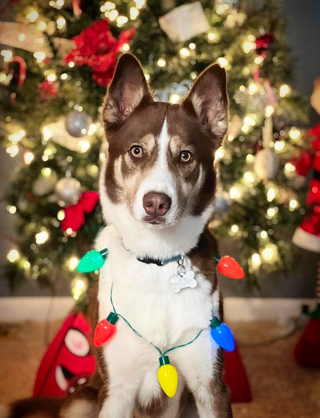 Havoc is registered to the contest to win money with this photo: carnivore, christmas_tree, collar, companion_dog, conifer, dog, dog_breed, dog_collar, dog_supply, event, fawn, fur, holiday, light, pattern, snout, sporting_group, tree, window, winter