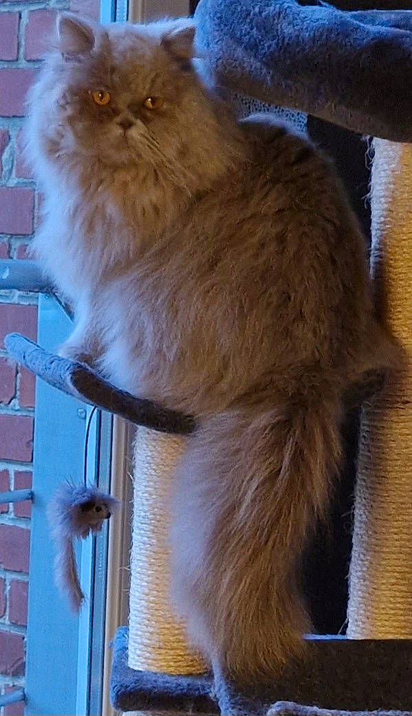 Sissy participe au concours pour gagner de l'argent avec cette photo : balance, british_longhair, carnivore, cat, event, fawn, felidae, fur, persian, small_to_medium_sized_cats, snout, tail, terrestrial_animal, whiskers, wood