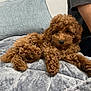 Mocha joined the competition — help win amazing prizes! dog, puppy, poodle, brown_fur, curly_fur, pet, cute, bed, blanket, pillow, indoor, resting, portrait, paw, close_up, human_arm, couch, soft_texture, cozy, eyes