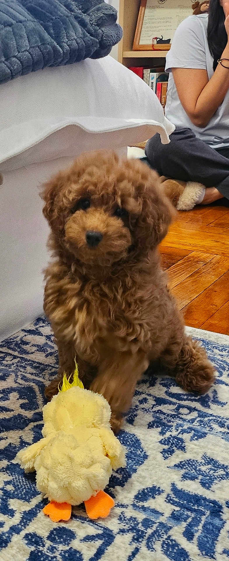 Mocha joined the competition — help win amazing prizes! puppy, dog, brown_fur, curly_fur, toy_duck, plush_toy, rug, hardwood_floor, bed, blanket, sitting, human, person, slippers, indoor, living_room, cute, pet, cozy, portrait