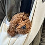 dog, puppy, brown_puppy, curly_fur, fur, sling_carrier, bag, pocket, coat, jacket, close_up, portrait, nose, eyes, cute, sleepy, indoor, fabric, soft_texture, human_hand