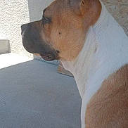 Kaly a rejoint le concours — aidez-le/la à gagner de superbes lots ! dog, side_profile, brown_and_white, sitting, concrete_floor, wall, sunlight, outdoor, pet, calm, canine, fur, ears, snout, quiet, daylight, shadow, texture, animal, domestic