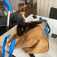 Scott a rejoint le concours — aidez-le/la à gagner de superbes lots ! cat, black_cat, bag, burlap_bag, table, indoor, plant, stool, furniture, phone, pet, resting, cozy, domestic, household, container, blue_handles, wooden_floor, chair, relaxed