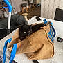 cat, black_cat, bag, burlap_bag, table, indoor, plant, stool, furniture, phone, pet, resting, cozy, domestic, household, container, blue_handles, wooden_floor, chair, relaxed