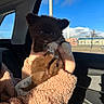 puppy, dog, pet, small, cute, fluffy, car_interior, window, blue_sky, hand, holding, furry, animal, cozy, jacket, sunlight, portrait, indoor, close_up, adorable