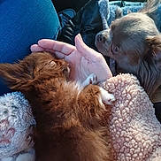 ésmée a rejoint le concours — aidez-le/la à gagner de superbes lots ! dog, puppy, small_dog, hand, lap, blanket, furry, pet, cozy, warm, resting, snuggling, indoor, jeans, clothing, fur, cute, animal, companion, relaxing