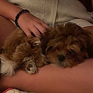 Oscar is registered to the contest to win money with this photo: animal, brown_fur, casual, comfort, cozy, cute, dog, fur, hand, indoor, lap, person, pet, puppy, quilt, relaxing, resting, sleeping, small_dog, striped_shirt