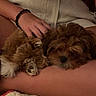 animal, brown_fur, casual, comfort, cozy, cute, dog, fur, hand, indoor, lap, person, pet, puppy, quilt, relaxing, resting, sleeping, small_dog, striped_shirt