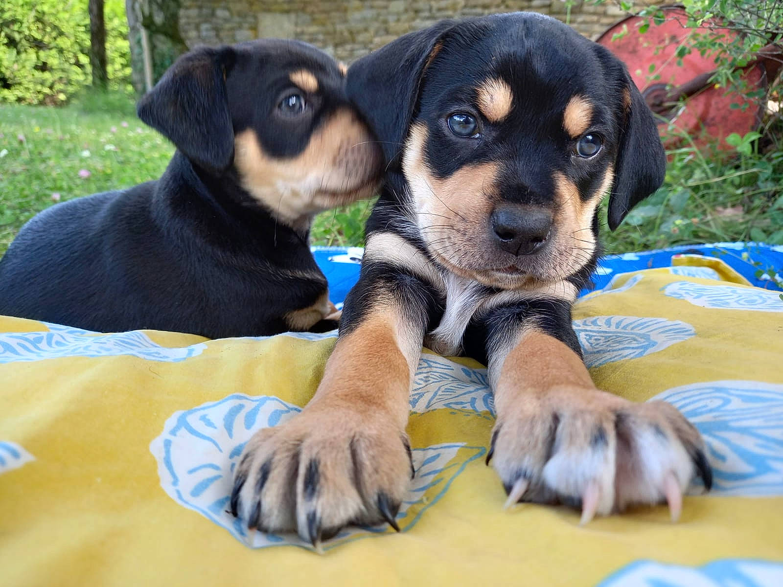Bo Bun Et Diego a rejoint le concours — aidez-le/la à gagner de superbes lots ! beaglier, carnivore, comfort, companion_dog, dog, dog_breed, dog_supply, grass, guard_dog, hound, paw, plant, rottweiler, sharing, sporting_group, terrestrial_animal, toy_dog, working_animal, working_dog