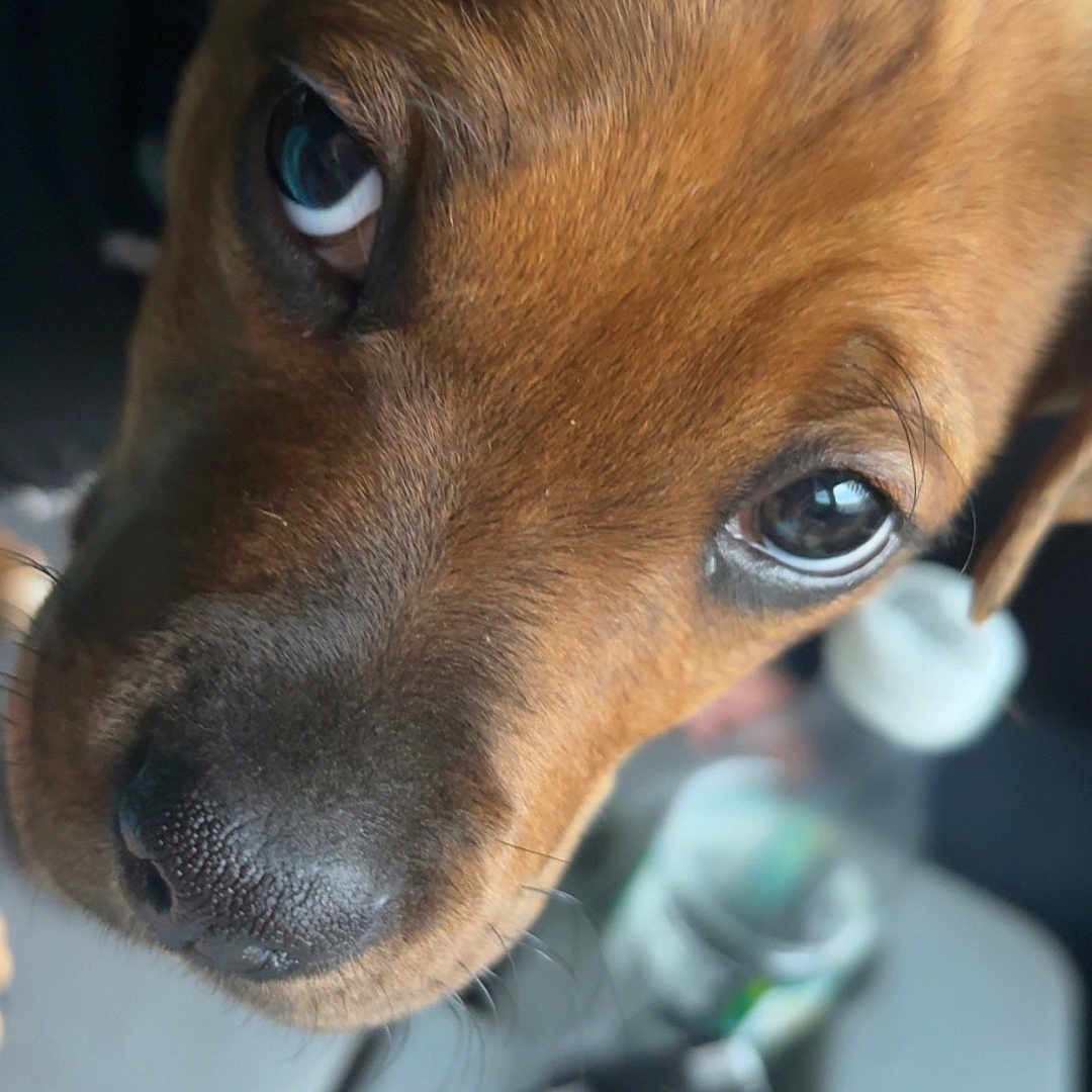 Lucky joined the competition — help win amazing prizes! animal, blurred_background, brown, canine, close_up, curious, dog, domestic_animal, eyes, face, fur, indoor, looking, nose, pet, portrait, puppy, table, whiskers, young