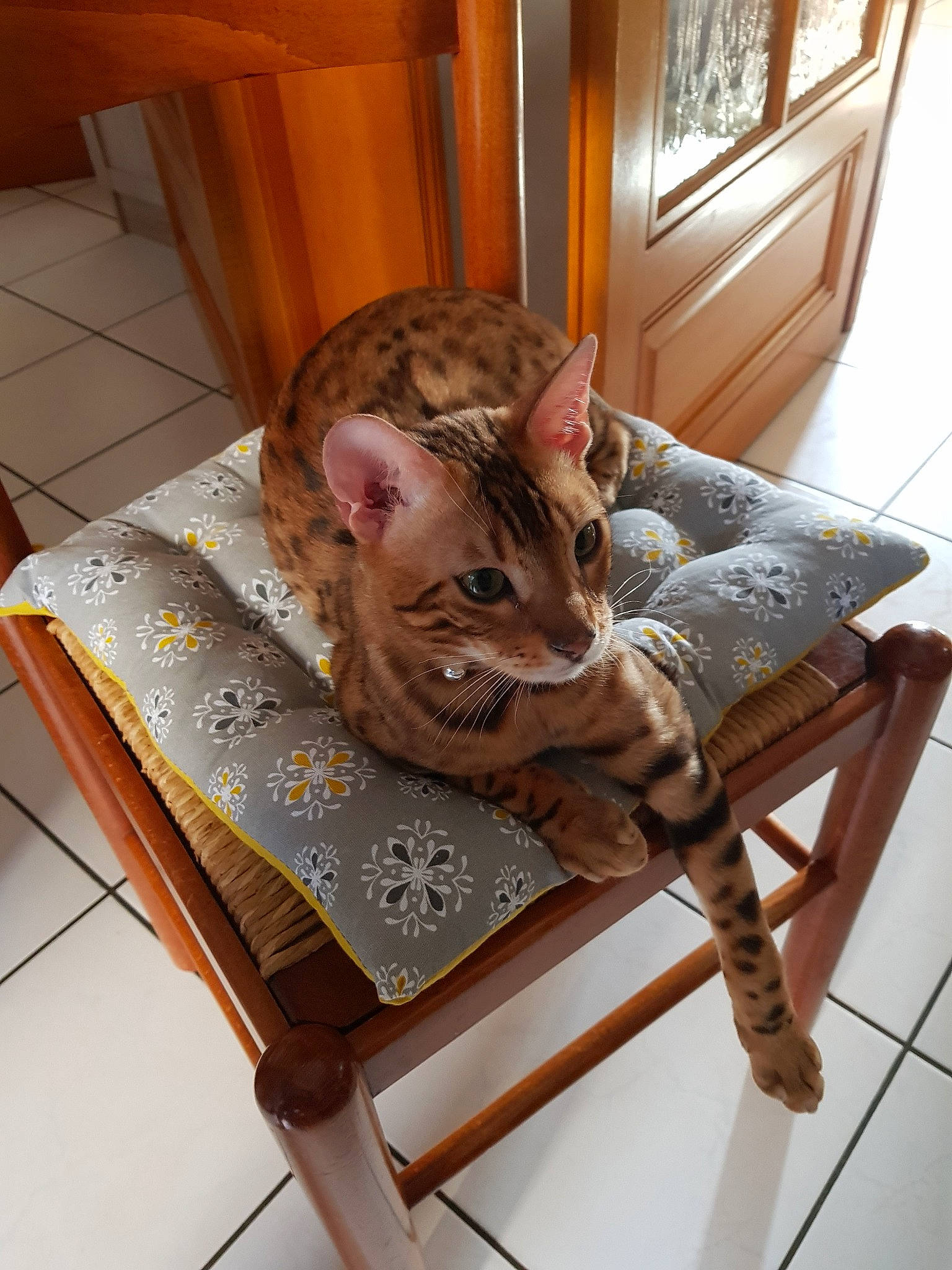 Orval participe au concours pour gagner de l'argent avec cette photo : american_shorthair, asian, bengal, carnivore, cat, chausie, domestic_short_haired_cat, dragon_li, ear, european_shorthair, fawn, felidae, kitten, mammal, ocicat, savannah, small_to_medium_sized_cats, sokoke, tabby_cat, whiskers