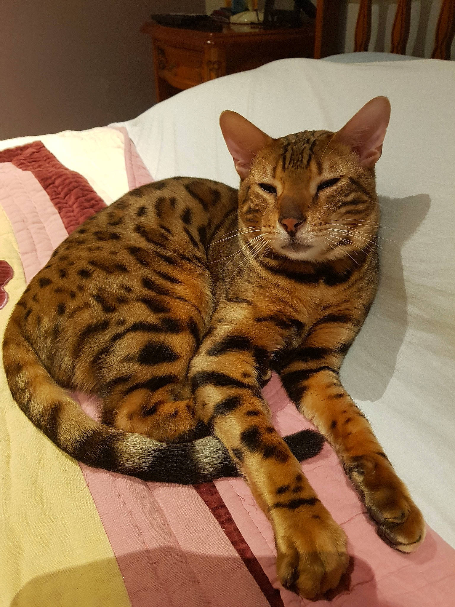 Orval a rejoint le concours — aidez-le/la à gagner de superbes lots ! american_shorthair, arabian_mau, asian, australian_mist, bengal, california_spangled, carnivore, cat, domestic_short_haired_cat, dragon_li, european_shorthair, felidae, mammal, ocicat, small_to_medium_sized_cats, sokoke, tabby_cat, toyger, vertebrate, whiskers
