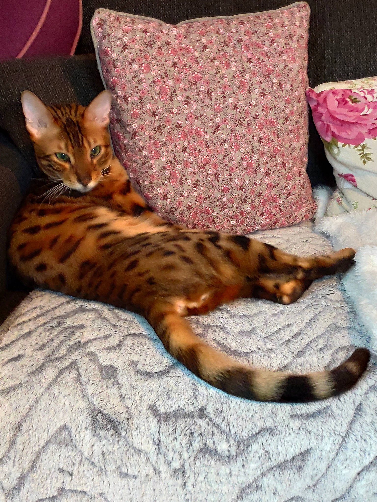 Orval a rejoint le concours — aidez-le/la à gagner de superbes lots ! arabian_mau, asian, bengal, carnivore, cat, chausie, egyptian_mau, european_shorthair, fawn, felidae, fur, kitten, mammal, ocicat, savannah, small_to_medium_sized_cats, tabby_cat, toyger, vertebrate, whiskers