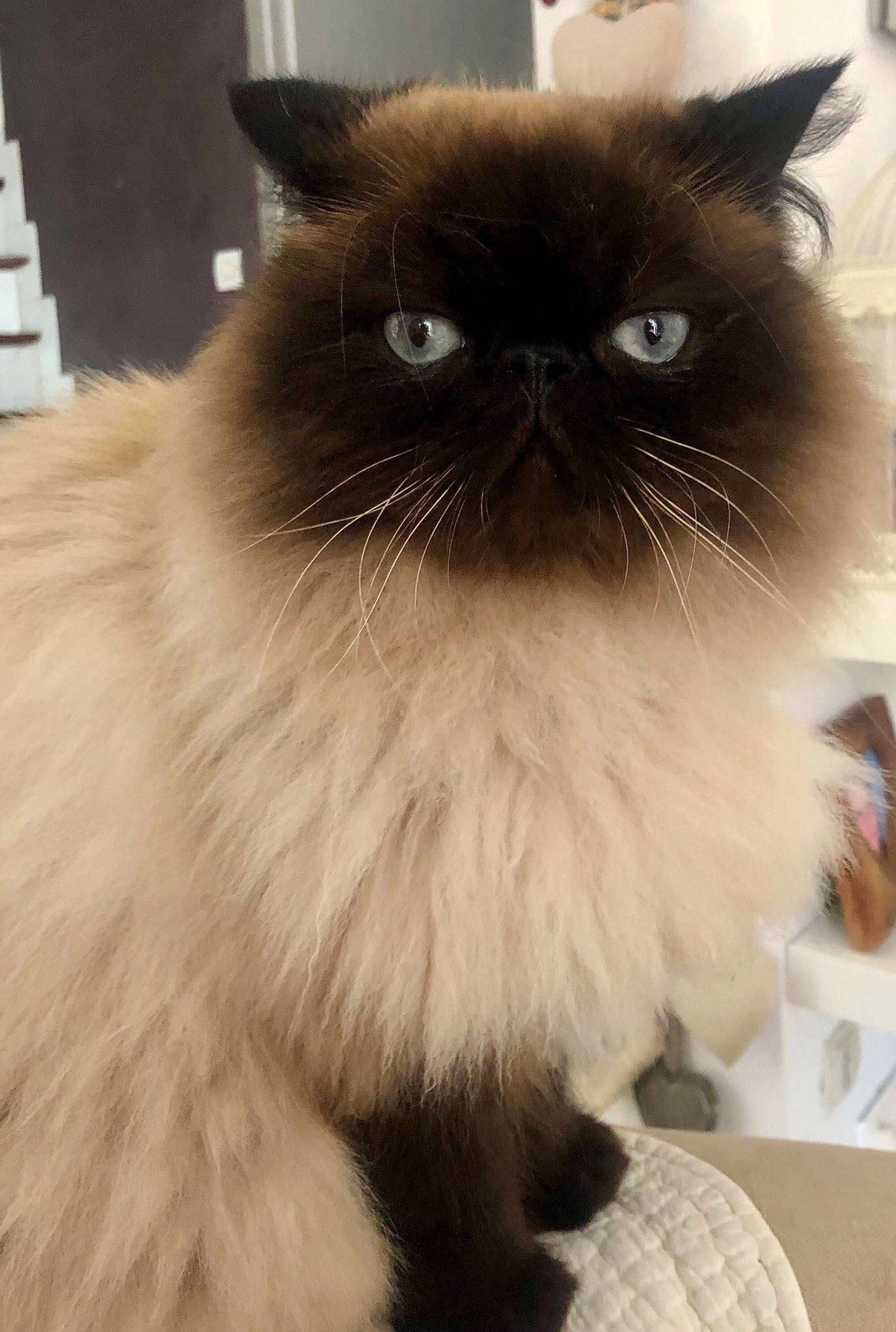 Cupidon participe au concours pour gagner de l'argent avec cette photo : balinese, birman, carnivore, cat, fawn, felidae, fur, ragdoll, siamese, small_to_medium_sized_cats, snout, tail, terrestrial_animal, whiskers