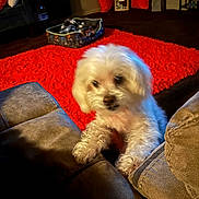 Cane joined the competition — help win amazing prizes! dog, white_dog, fluffy, pet, couch, red_rug, indoor, living_room, home_decor, pillow, pet_bed, furniture, carpet, animal, blurred, warm_lighting, curtain, sign, playing, cozy