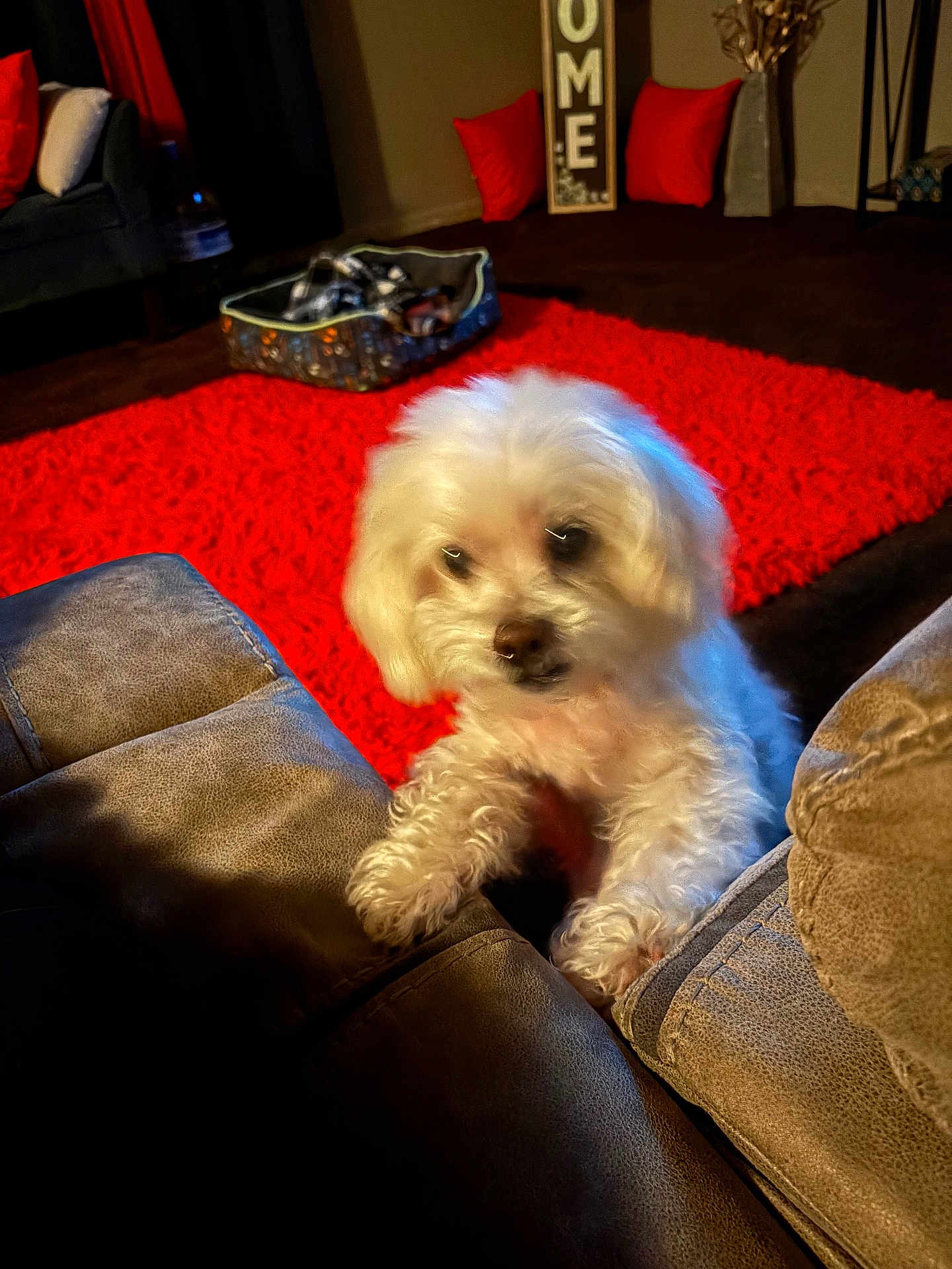 Cane