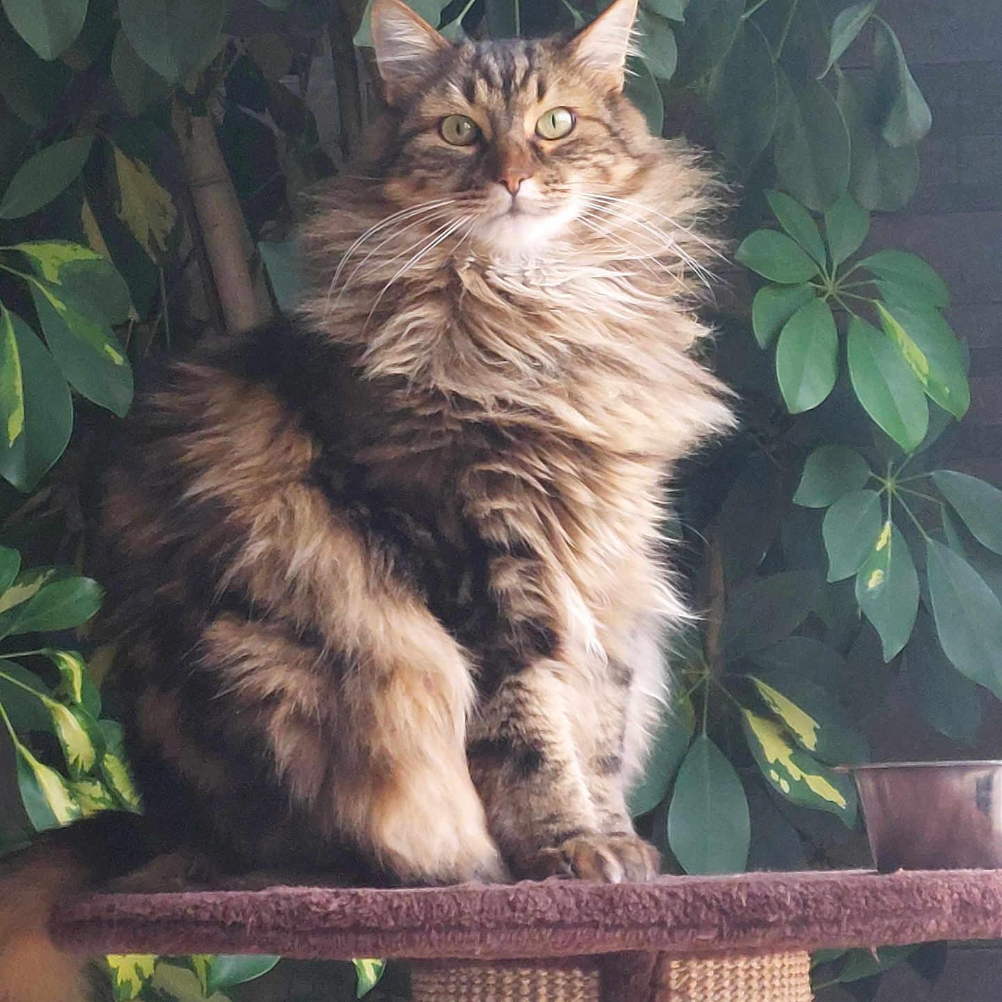 Socrate participe au concours pour gagner de l'argent avec cette photo : abyssinian, angora, animal, cat, cushion, herbal, herbs, homedecor, jar, kitten, leaf, manx, pet, plant, planter, pottedplant, pottery, vase, vegetation, wood