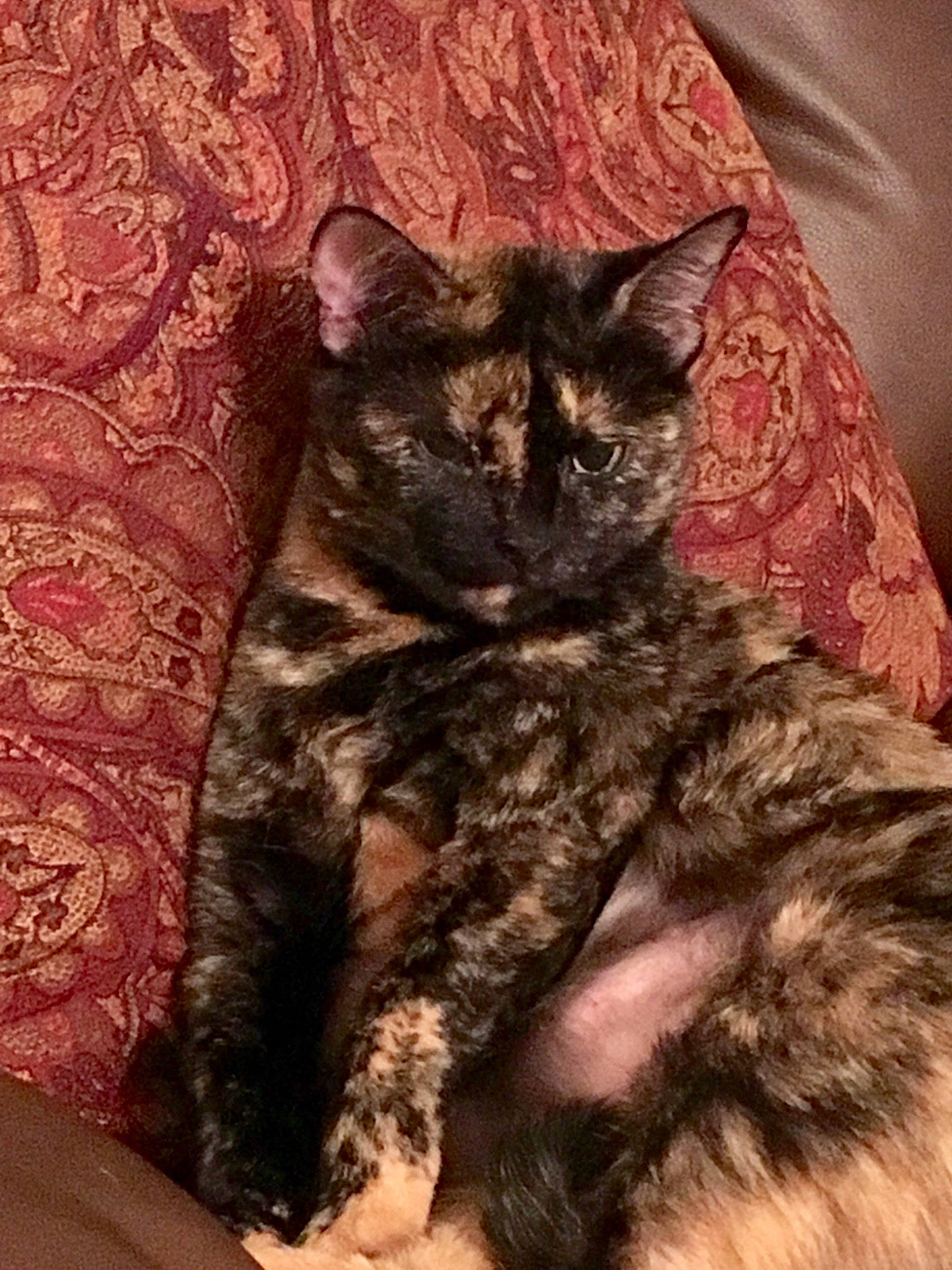 Nala