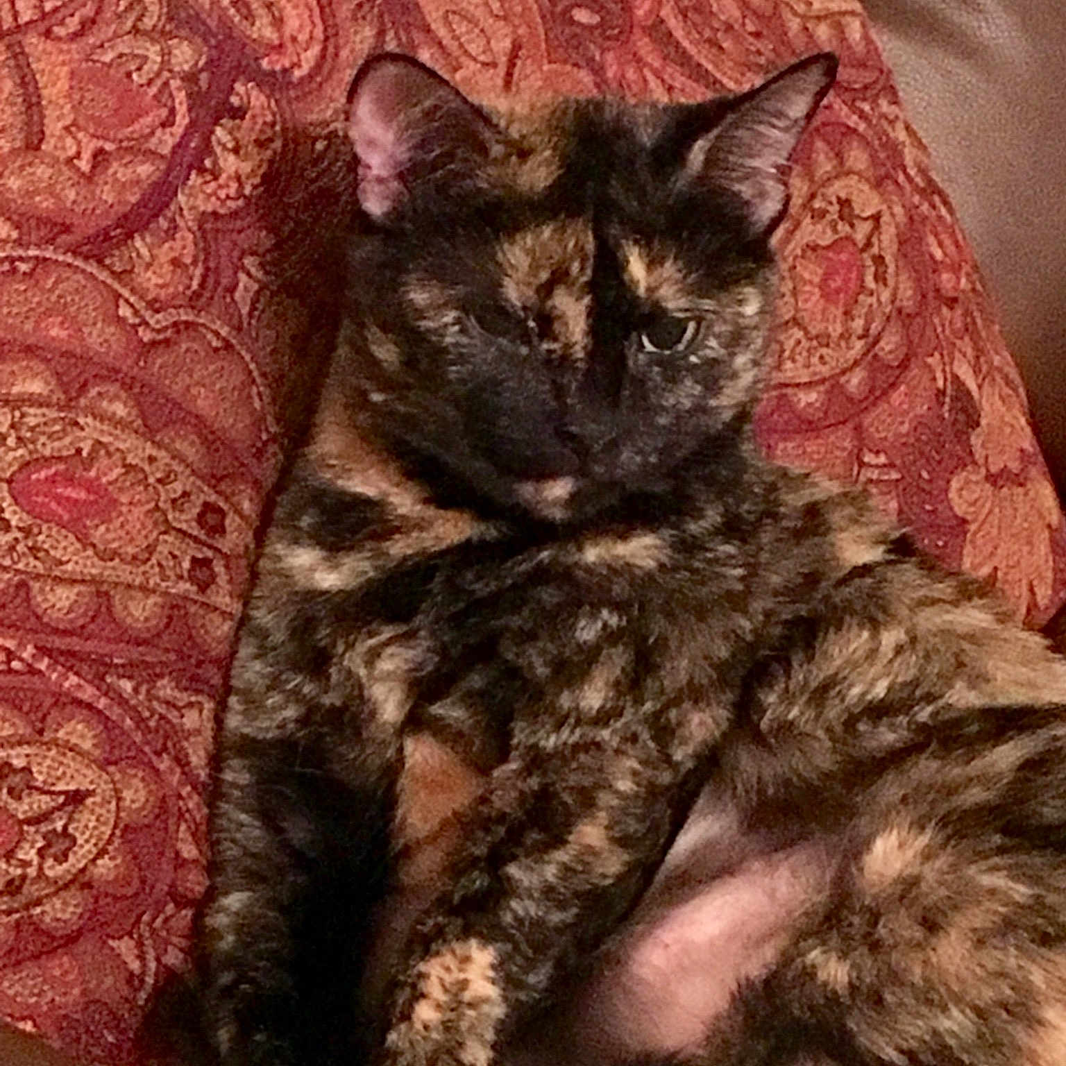 Nala