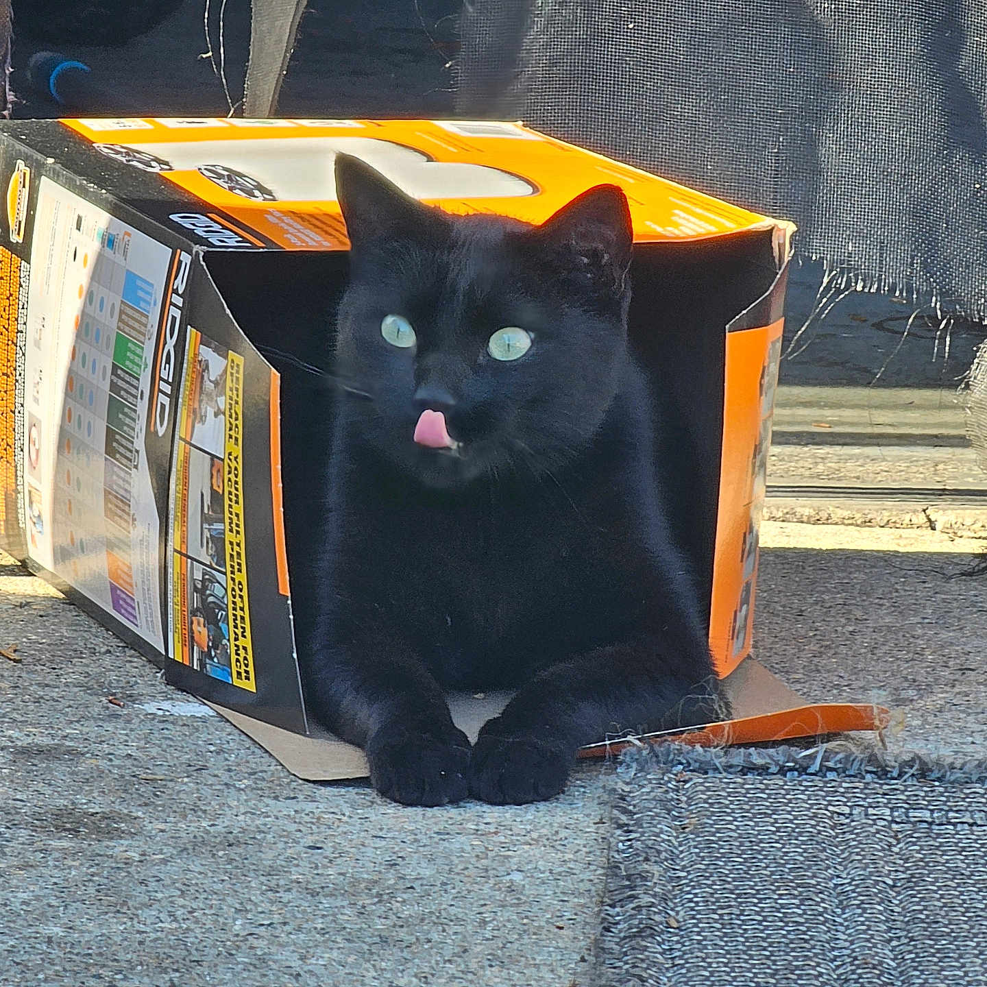 Sasha. is registered to the contest to win money with this photo: black_cat, cat, cardboard_box, outdoor, concrete_floor, mat, licking_nose, playful, pet, animal, sunlight, shadow, window_screen, torn_screen, texture, close_up, domestic_cat, feline, resting, curious