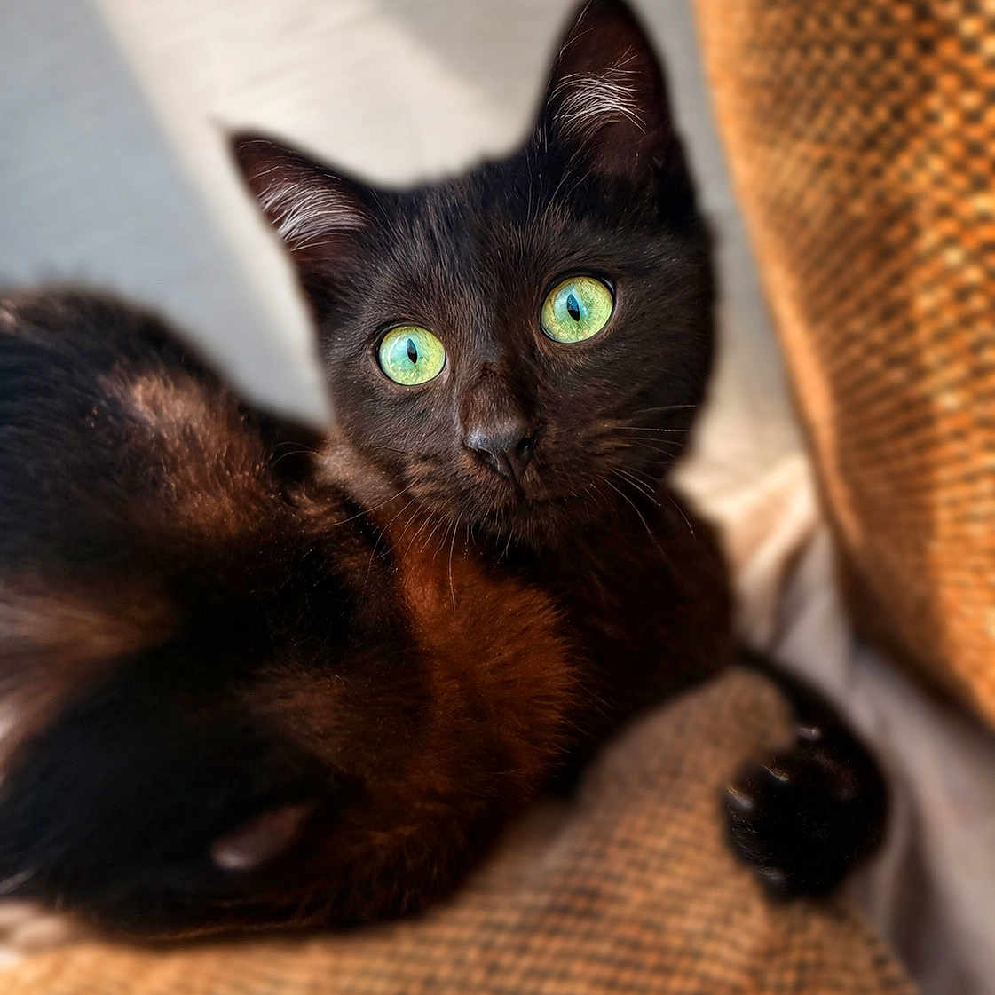 Arès participe au concours pour gagner de l'argent avec cette photo : cat, black_cat, green_eyes, pet, feline, animal, cozy, texture, fur, closeup, portrait, indoor, resting, cute, whiskers, paw, relaxed, soft_light, curious, domestic_cat