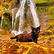 Arès a rejoint le concours — aidez-le/la à gagner de superbes lots ! cat, black_cat, waterfall, nature, outdoor, moss, rock, forest, sky, trees, wildlife, animal, landscape, scenery, greenery, stream, relaxing, daytime, cute, majestic