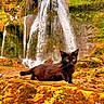 cat, black_cat, waterfall, nature, outdoor, moss, rock, forest, sky, trees, wildlife, animal, landscape, scenery, greenery, stream, relaxing, daytime, cute, majestic