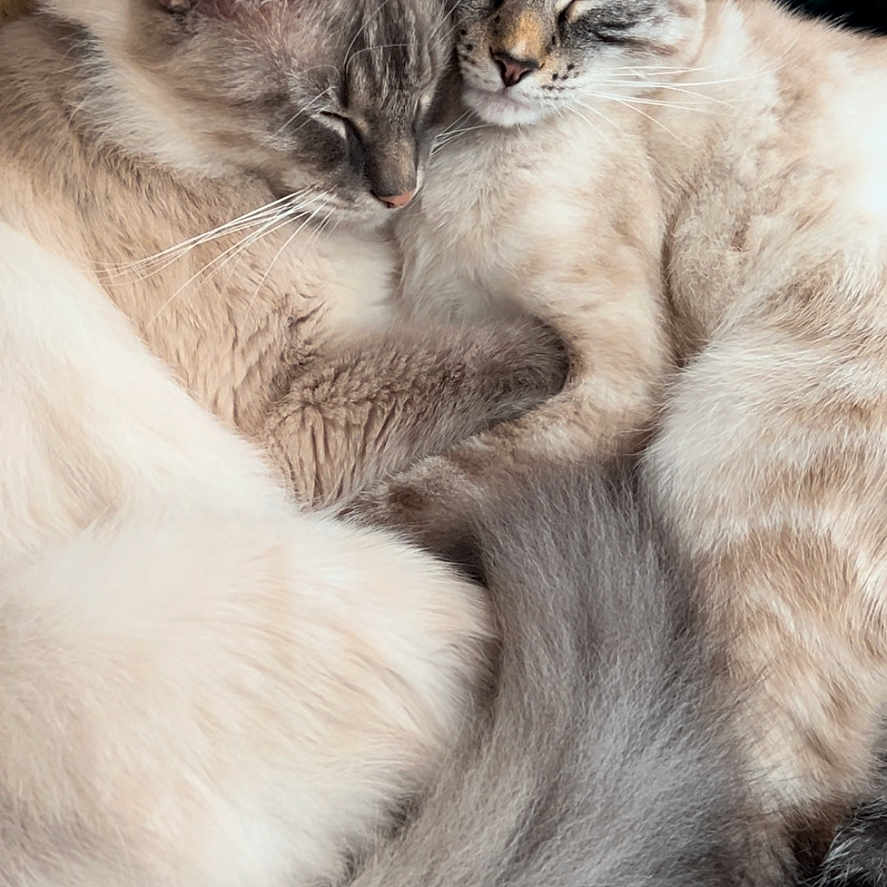 Winston And Cece is registered to the contest to win money with this photo: abyssinian, angora, animal, blanket, cat, couch, furniture, homedecor, kitten, linen, manx, person, pet, siamese, sleeping