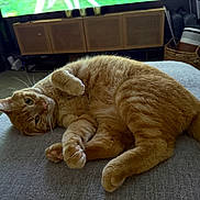 King joined the competition — help win amazing prizes! carpet, cat, cozy, curious_eyes, domestic_animal, ears, feline, furniture, ginger_cat, indoor, living_room, lying_down, paws, pet, relaxed, soft_surface, tail, television, whiskers, wicker_basket