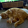 carpet, cat, cozy, curious_eyes, domestic_animal, ears, feline, furniture, ginger_cat, indoor, living_room, lying_down, paws, pet, relaxed, soft_surface, tail, television, whiskers, wicker_basket