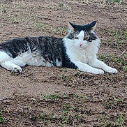 Mia Tortilla is registered to the contest to win money with this photo: cat, feline, long_haired, white_fur, gray_fur, tabby, lying_down, relaxed, outdoor, grass, dirt, ground, whiskers, pointed_ears, yellow_eyes, pet, animal, portrait, nature, sandy_soil