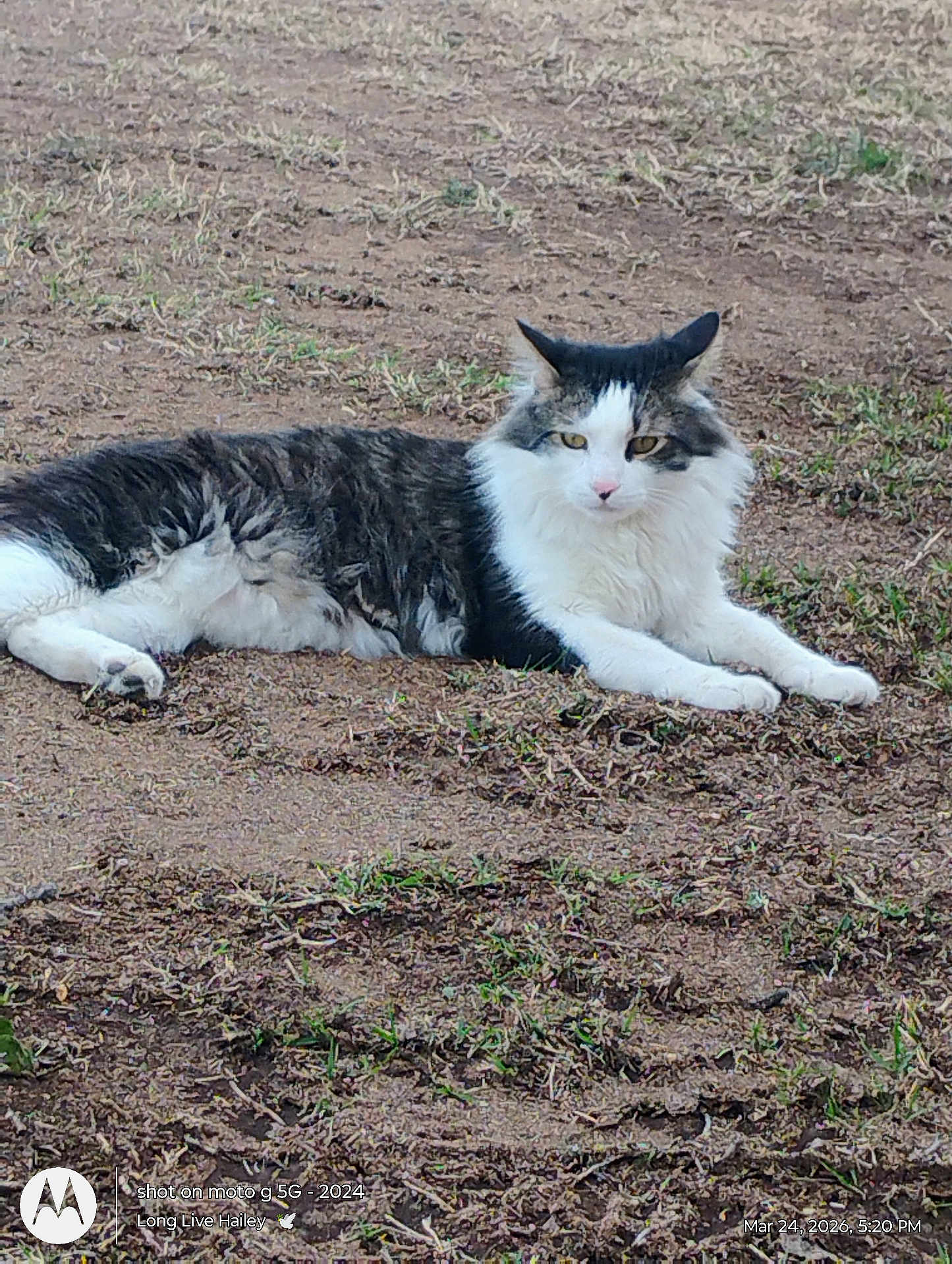 Mia Tortilla is registered to the contest to win money with this photo: cat, feline, long_haired, white_fur, gray_fur, tabby, lying_down, relaxed, outdoor, grass, dirt, ground, whiskers, pointed_ears, yellow_eyes, pet, animal, portrait, nature, sandy_soil