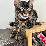 Uno participe au concours pour gagner de l'argent avec cette photo : abyssinian, animal, bookcase, box, cat, closet, crate, cupboard, desk, drawer, furniture, hardwood, kitten, manx, pet, plywood, shelf, siamese, table, wood