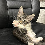 Gus joined the competition — help win amazing prizes! animal, cat, comfort, curious, cute, ears, feline, fur, household, indoor, kitten, leather_chair, paw, pet, playful, resting, sitting, tabby, whiskers, young