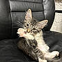 animal, cat, comfort, curious, cute, ears, feline, fur, household, indoor, kitten, leather_chair, paw, pet, playful, resting, sitting, tabby, whiskers, young