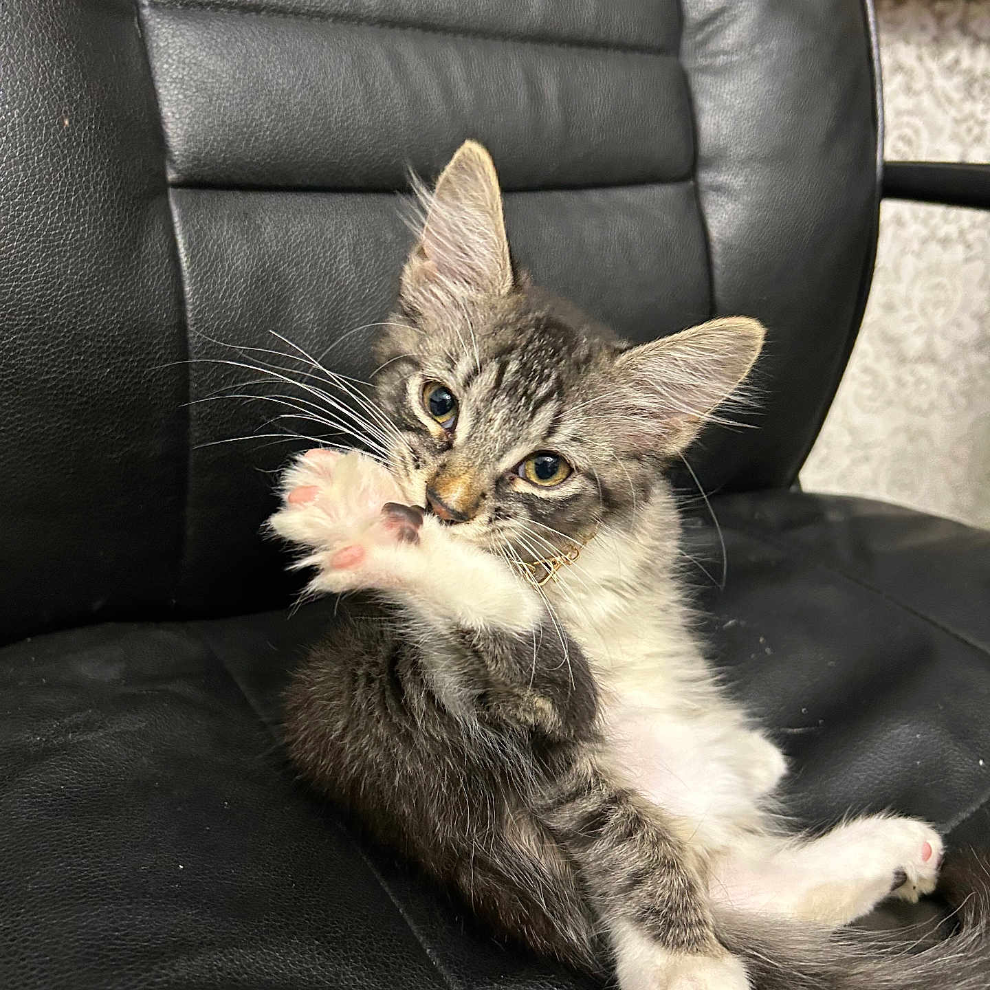 Gus joined the competition — help win amazing prizes! animal, cat, comfort, curious, cute, ears, feline, fur, household, indoor, kitten, leather_chair, paw, pet, playful, resting, sitting, tabby, whiskers, young