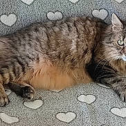 Manouska participe au concours pour gagner de l'argent avec cette photo : alert, animal, blanket, cat, cozy, cute, domestic_cat, ears, feline, fluffy, fur, heart_pattern, indoor, lying_down, pet, relaxed, resting, tabby, tail, whiskers