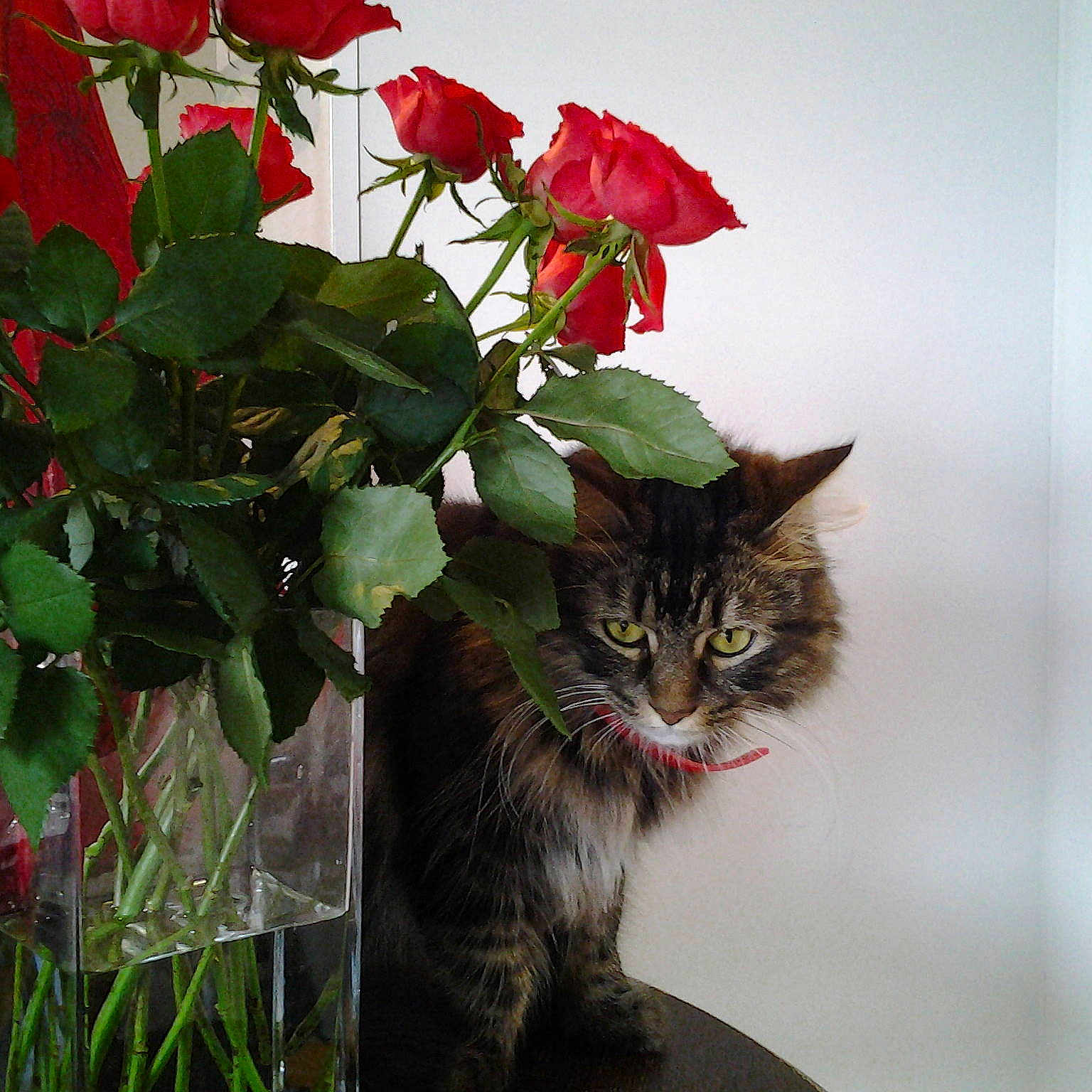 Bibi joined the competition — help win amazing prizes!