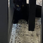 Binx joined the competition — help win amazing prizes! black_cat, cat, pet, animal, indoor, furniture, carpet, curious, yellow_eyes, shadow, legs, dark, home, floor, quiet, resting, cute, feline, hidden, cozy