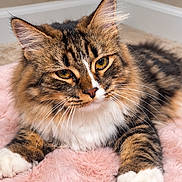Sushi joined the competition — help win amazing prizes! cat, longhaired_cat, tabby, fluffy, furry, brown, black, white, green_eyes, animal, pet, whiskers, ears, paws, lying_down, pink_blanket, indoor, cozy, portrait, closeup
